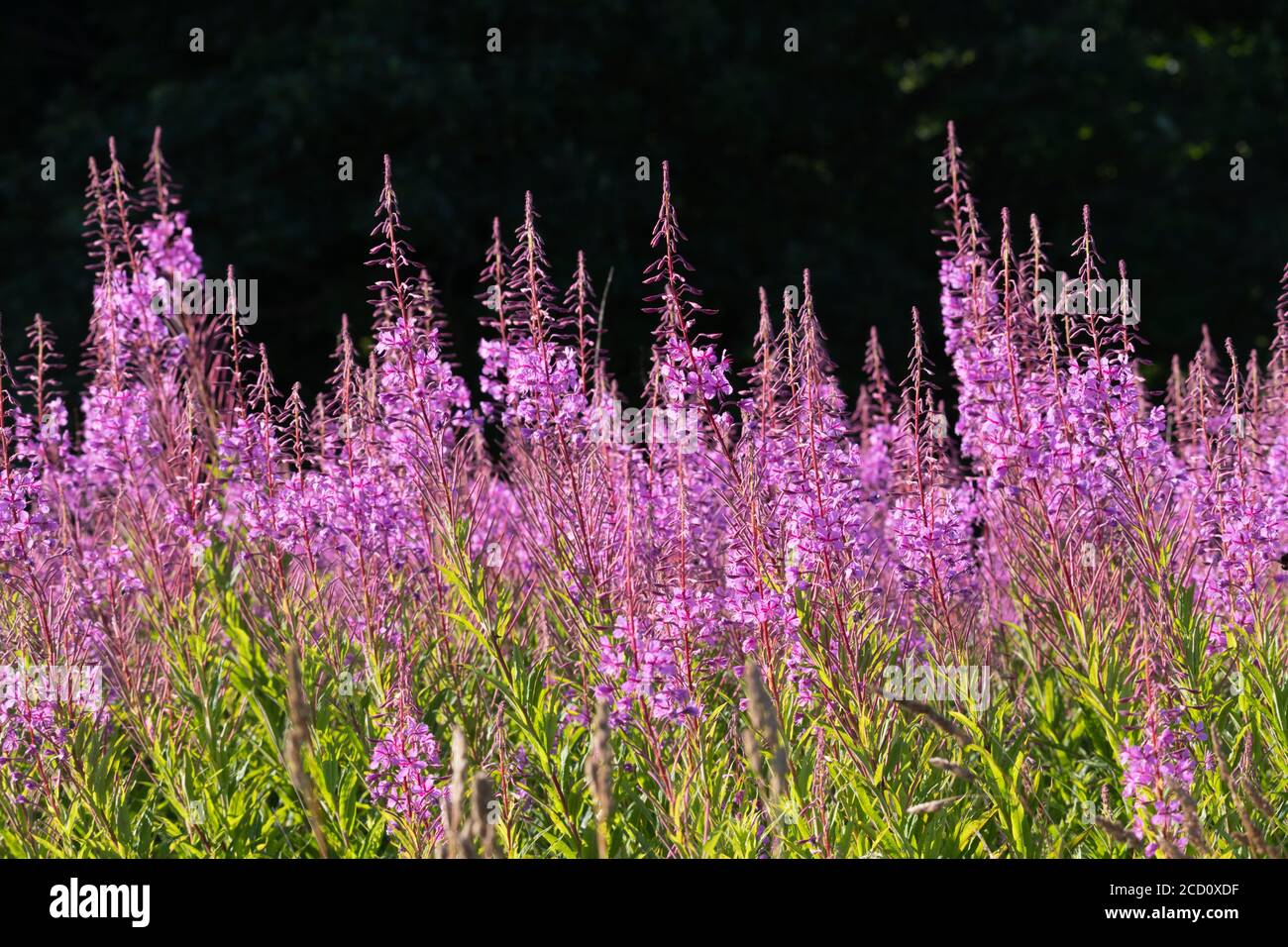 Un'andana di Rosebay Willowwib (Chamerion Angustifolium) Nel sole contro uno sfondo scuro Foto Stock