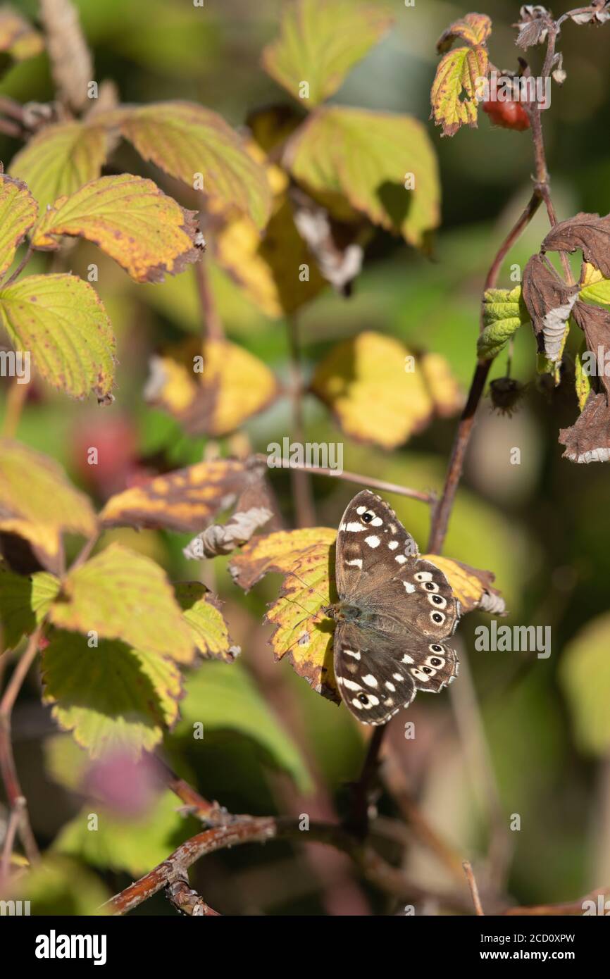 Una farfalla di legno a forma di speckled (Pararge aegeria) Riposarsi su una foglia di lampone (Robus idaeus) In tarda estate sole Foto Stock