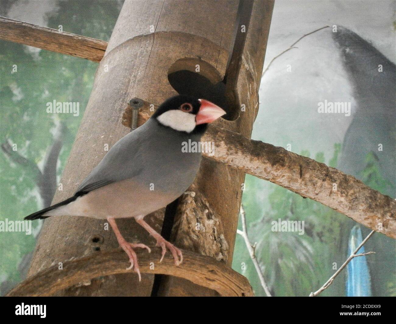 Java Finch - Lonchura oryzivora un bellissimo uccello con un becco rosso arroccato su un ramo. Foto Stock