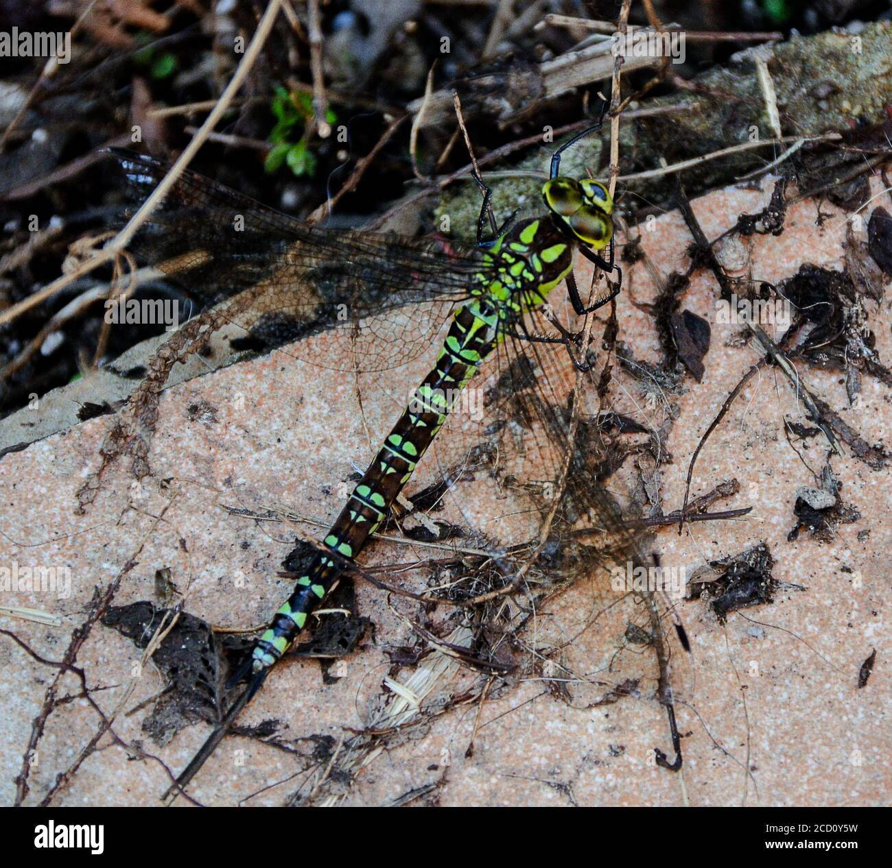 Blue Darner - Aeshna cianea. Una libellula molto ben modellata. Foto Stock