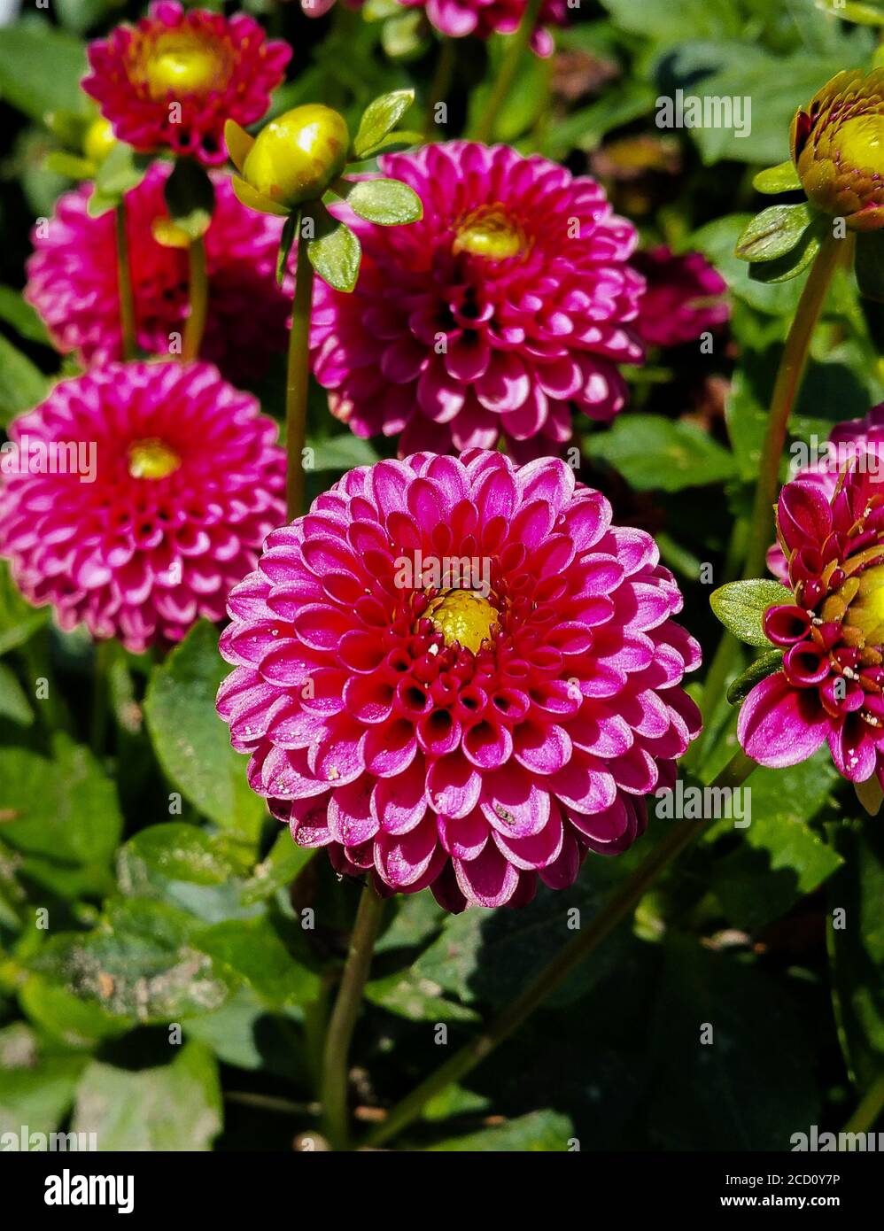 Molti fiori della dahlia 'Baby Blue', con uno al centro. Foto Stock