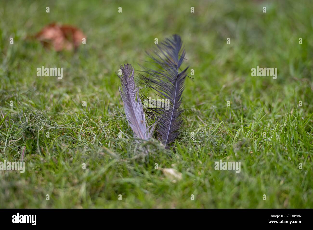 Immagine in primo piano di due piume di uccelli in erba verde. Profondità di campo poco profonda Foto Stock