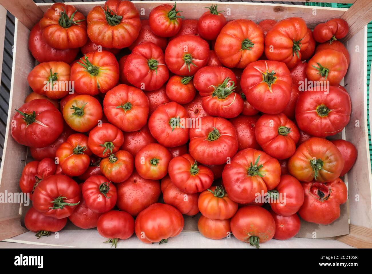 RACCOLTA DI VERDURE PRESSO LA FATTORIA URBANA DI PARIGI Foto Stock