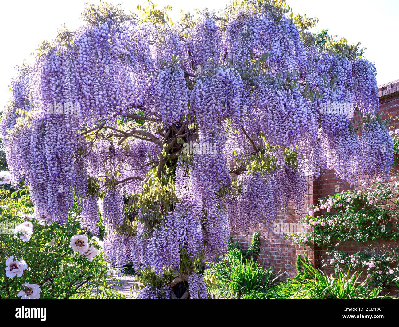 WISTERIA TREE SINENSIS profusione di tipica Wisteria in perfetto pieno Bloom retroilluminato in giardino formale UK Foto Stock