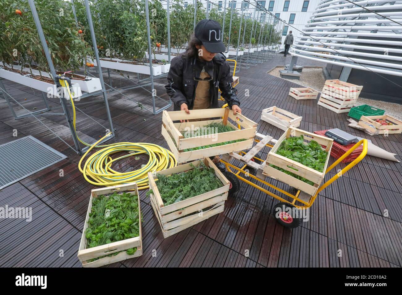 RACCOLTA DI VERDURE PRESSO LA FATTORIA URBANA DI PARIGI Foto Stock