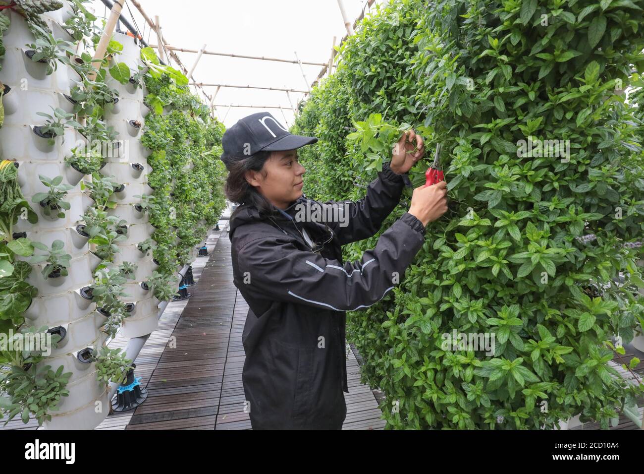 RACCOLTA DI VERDURE PRESSO LA FATTORIA URBANA DI PARIGI Foto Stock