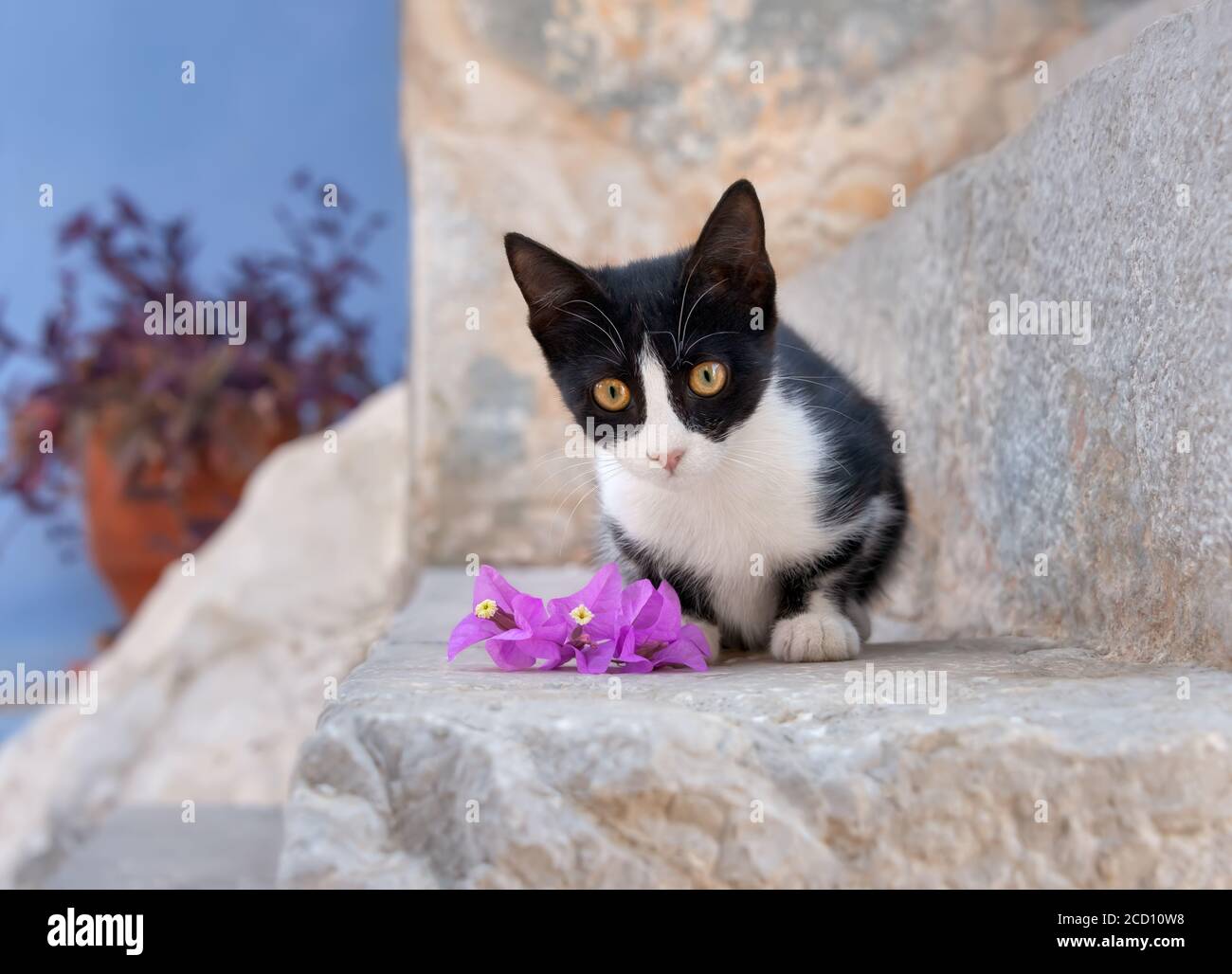 Un carino gattino gatto, bicolore nero e bianco, in posa su un passo di pietra con fiori e guardando curiosamente, l'isola greca Symi, Dodecanese, Grecia Foto Stock