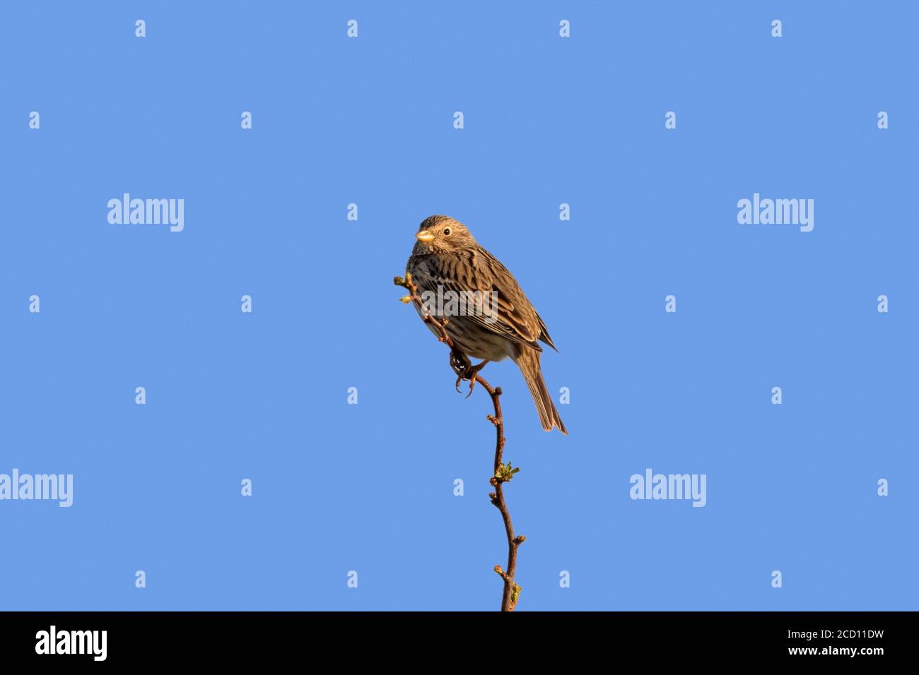 Pannocchie di mais (Emberiza calandra / Miliaria calandra) appollaiato su un ramoscello contro il cielo blu Foto Stock