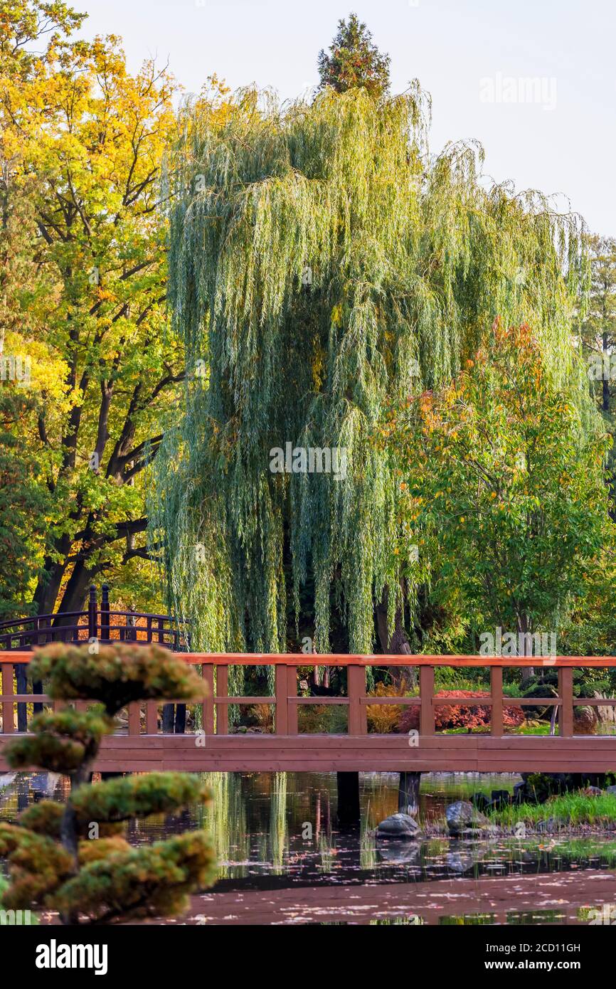 Colori autunnali nel Giardino Giapponese, Parco Szczytnicki; Breslavia, Slesia, Polonia Foto Stock