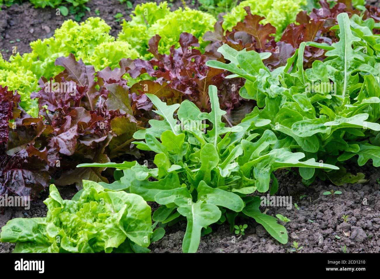 Varietà di lattuga Catalogna Cerbiatta, Lollo Rossa rosso, Salad Bowl rosso, Simpson Black Seeded e Grand Rapids, coltivando un'assegnazione in estate, Regno Unito Foto Stock