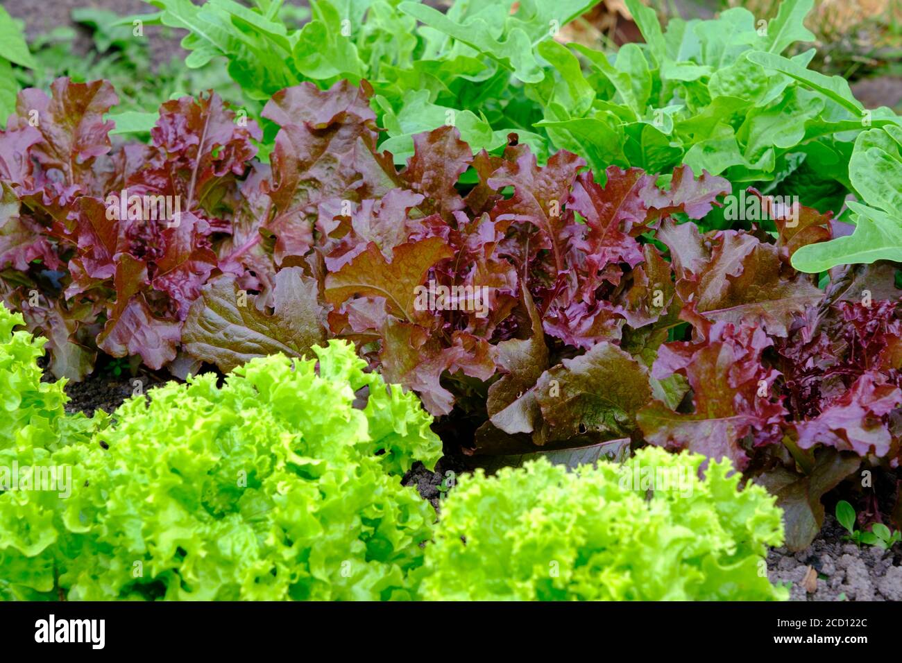 Varietà di lattuga Catalogna Cerbiatta, Lollo Rossa rosso, Salad Bowl rosso, Simpson Black Seeded e Grand Rapids, coltivando un'assegnazione in estate, Regno Unito Foto Stock