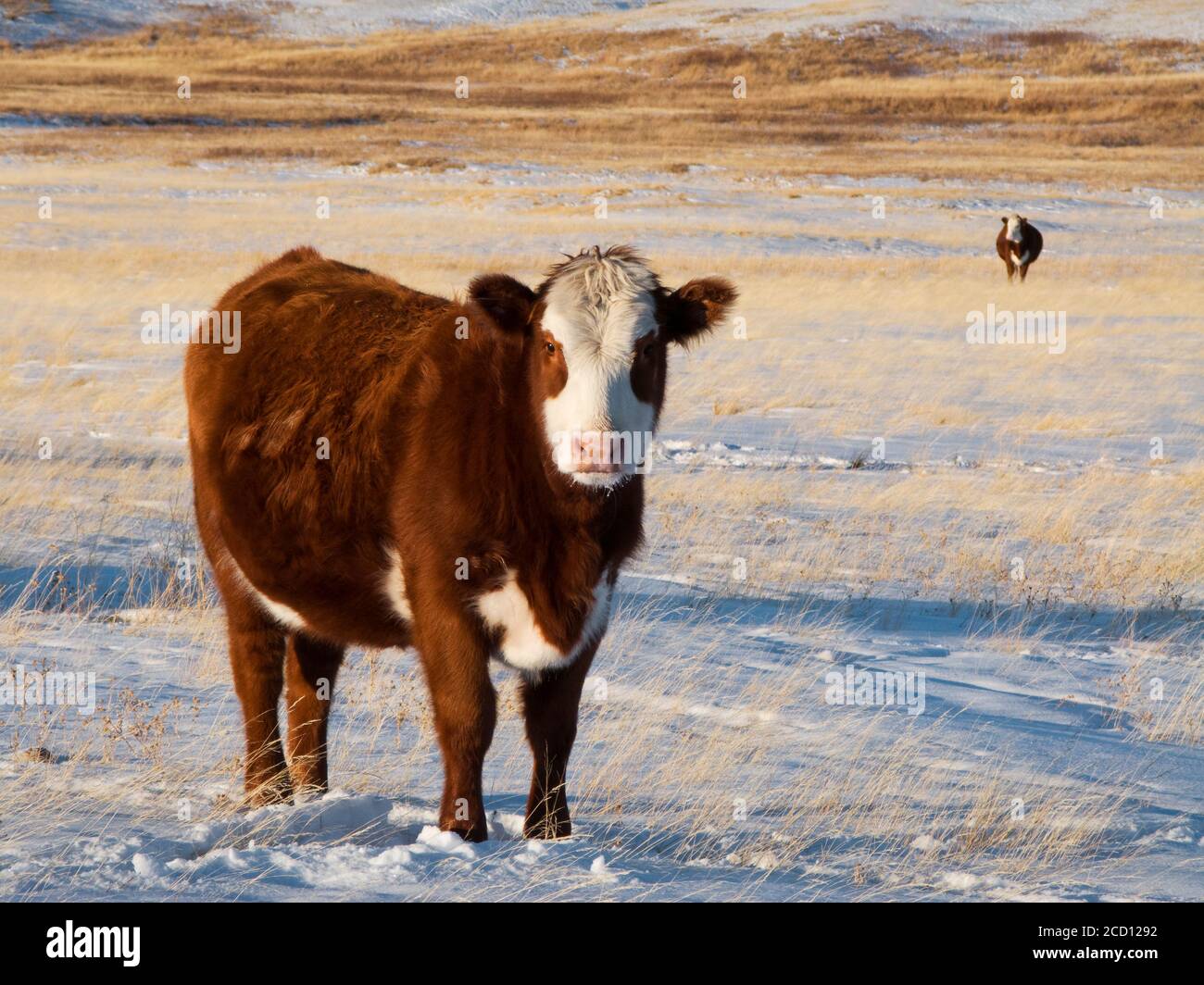 Bestiame - Hereford/Red Angus-cross mucca di manzo su una neve coperta pascolo prateria indigena d'inverno / Alberta, Canada. Foto Stock