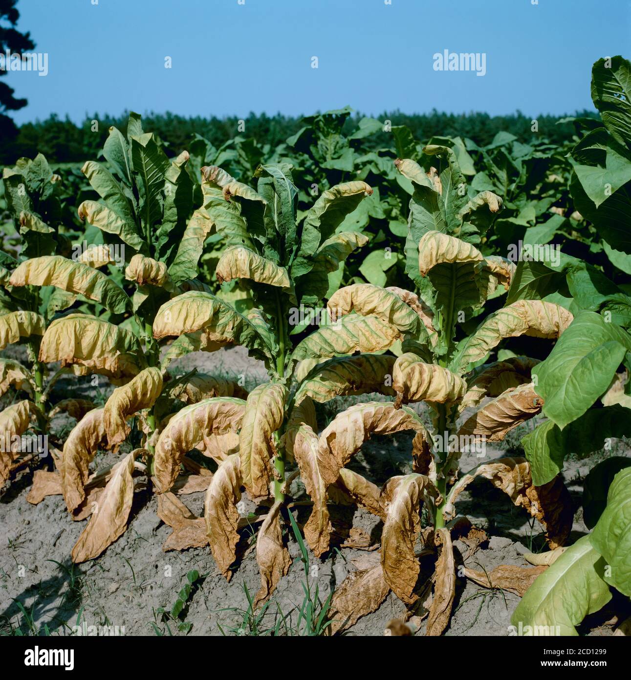 Agricoltura - Crop malattia, sintomi del gambo nero su canna fumaria piante di tabacco curate / Carolina del Nord, Stati Uniti. Foto Stock