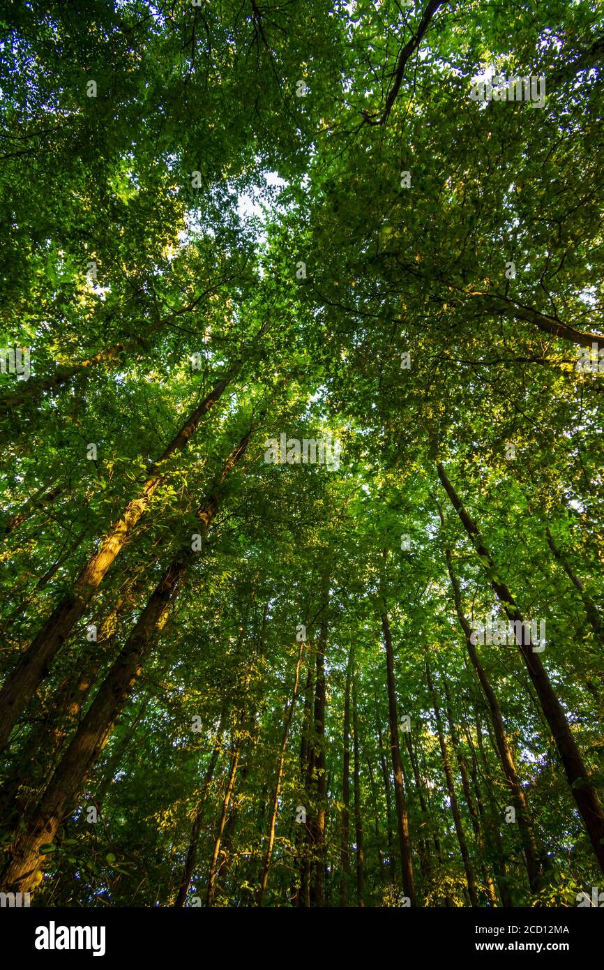 Vista ad angolo basso delle cime degli alberi nel Bois de Meudon, Clamart, Francia Foto Stock