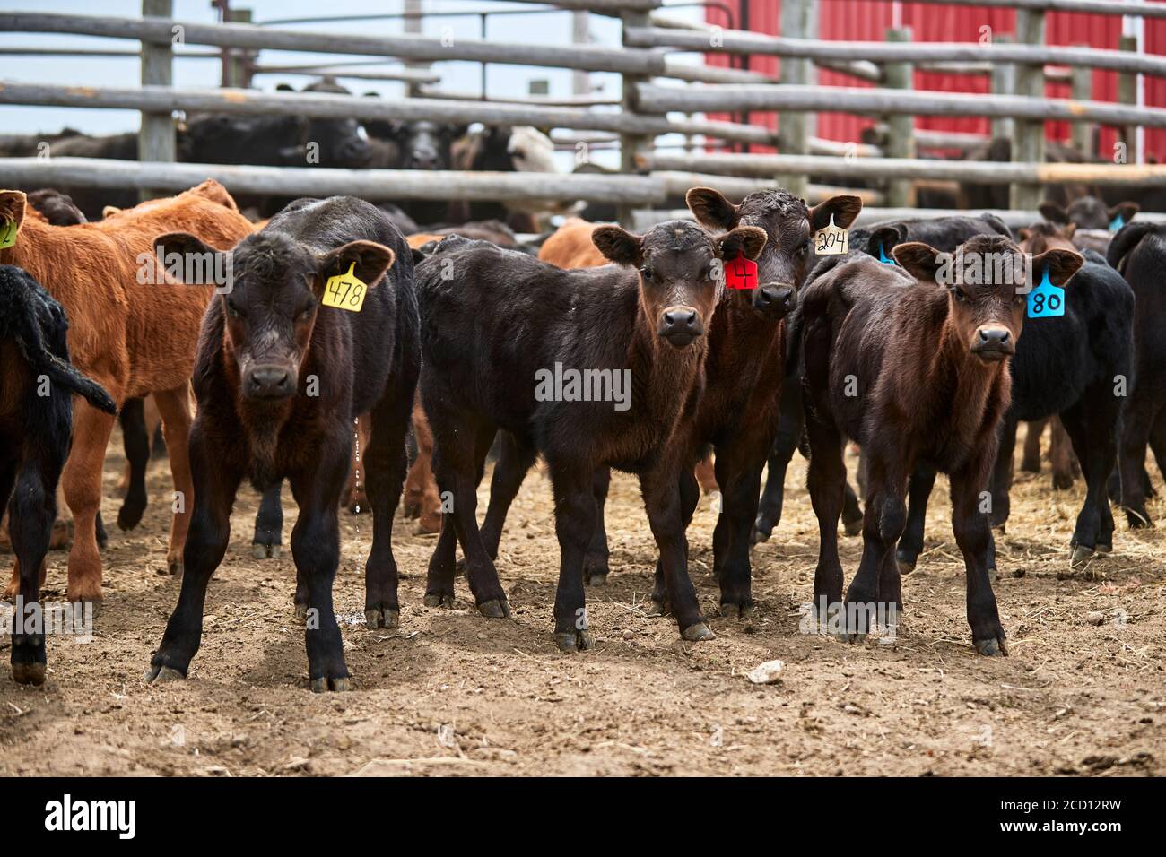 Un gruppo di vitelli con le etichette auricolari che guardano la macchina fotografica; Eastend, Saskatchewan, Canada Foto Stock
