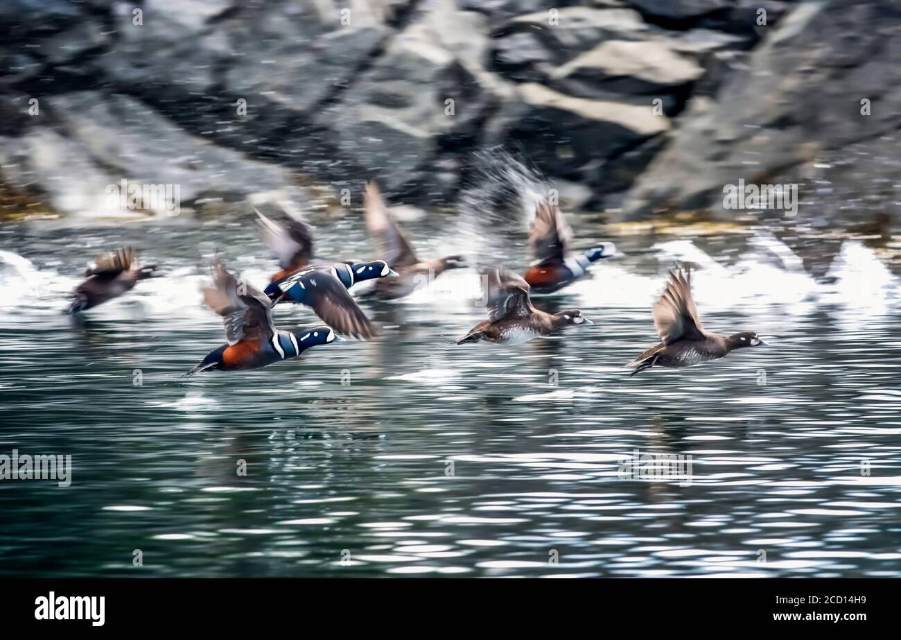 Le anatre di Harlequin (Histrionicus histrionicus) prendono in volo nella baia di Little Tutka, sul lato sud della baia di Kachemak, vicino a Omero Foto Stock