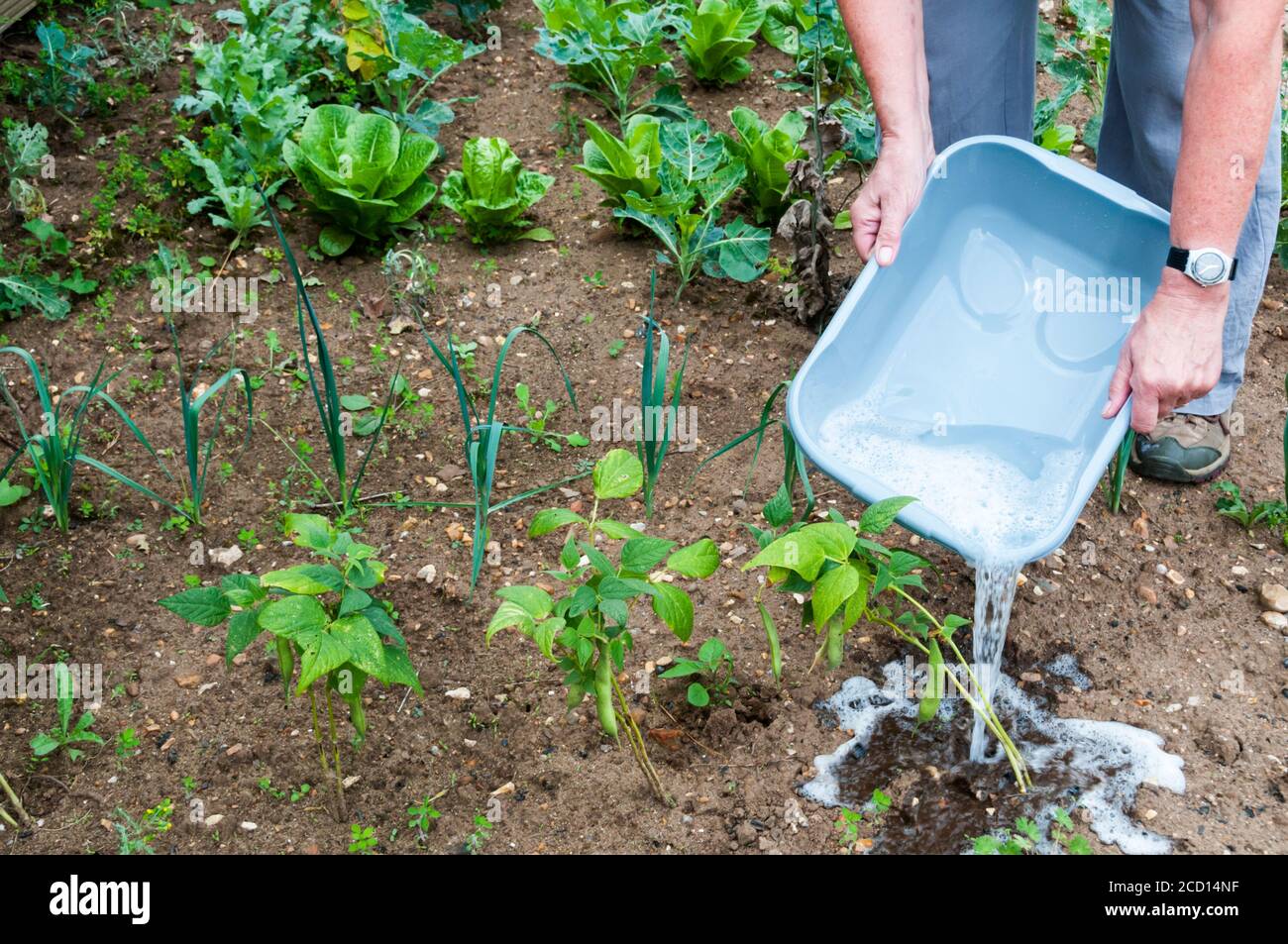 Donna che usa acqua grigia di scarto per irrigare le piante nel suo giardino. Foto Stock