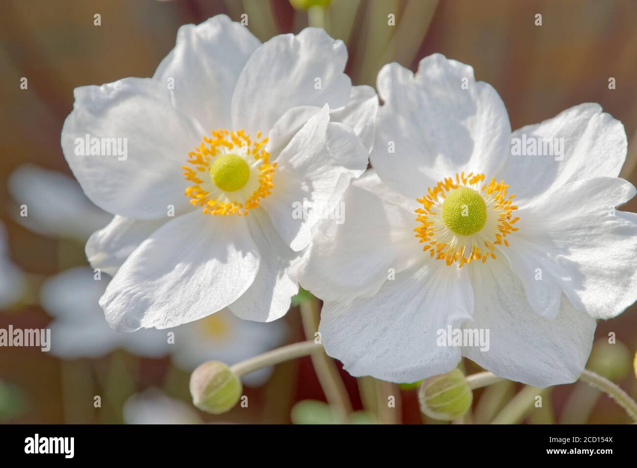 Bianco Anemone giapponese fiori. Foto Stock