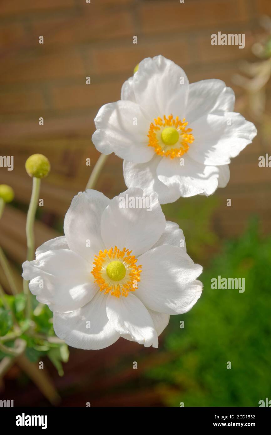 Bianco Anemone giapponese fiori. Foto Stock