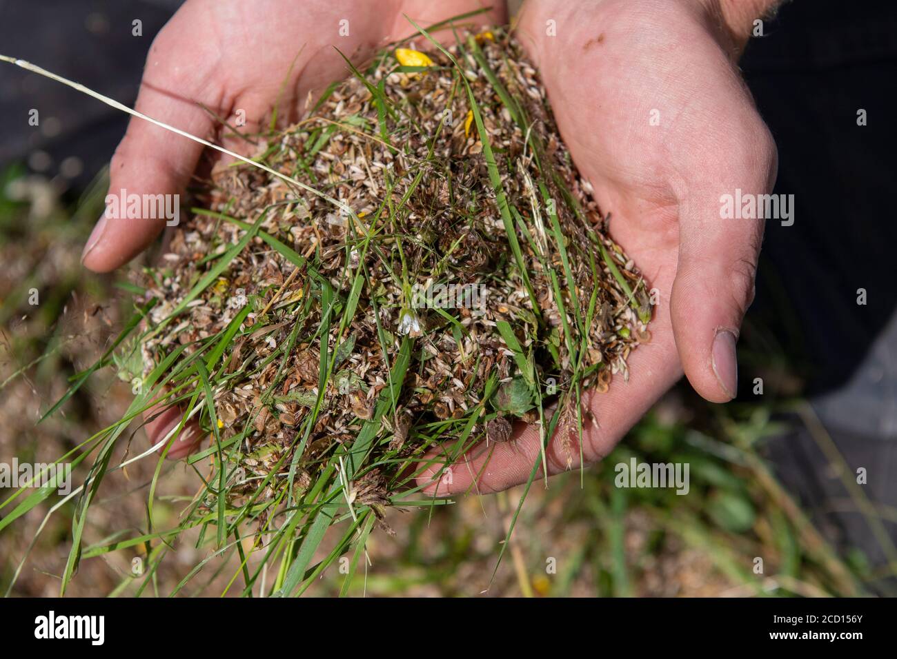 Mani che tengono il seme di fiore selvatico raccolto fuori da un prato di fieno tradizionale come parte di un programma di restauro. North Yorkshire, Regno Unito. Foto Stock