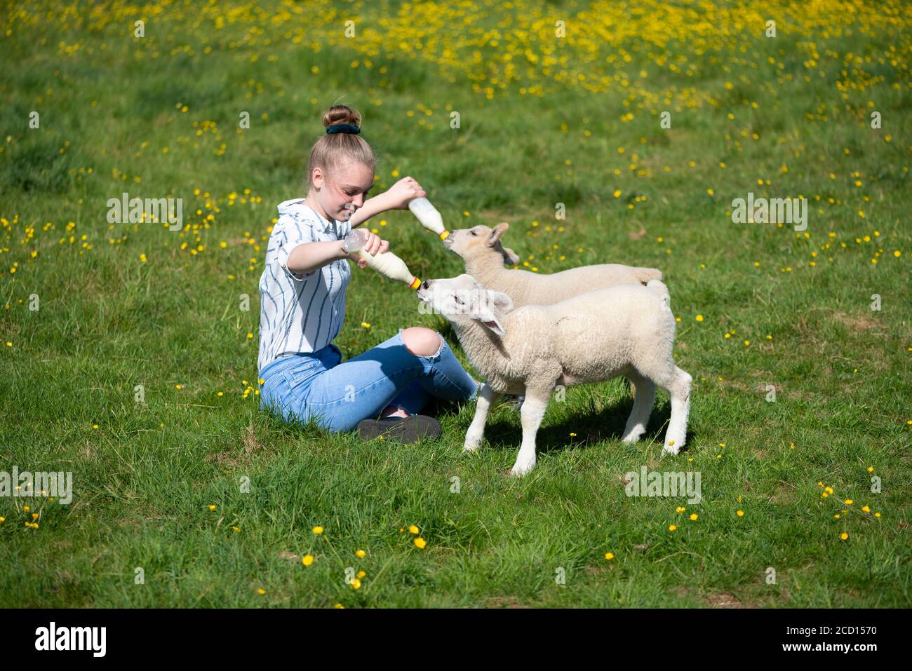 Ragazza che alimenta agnelli con bottiglie Foto Stock