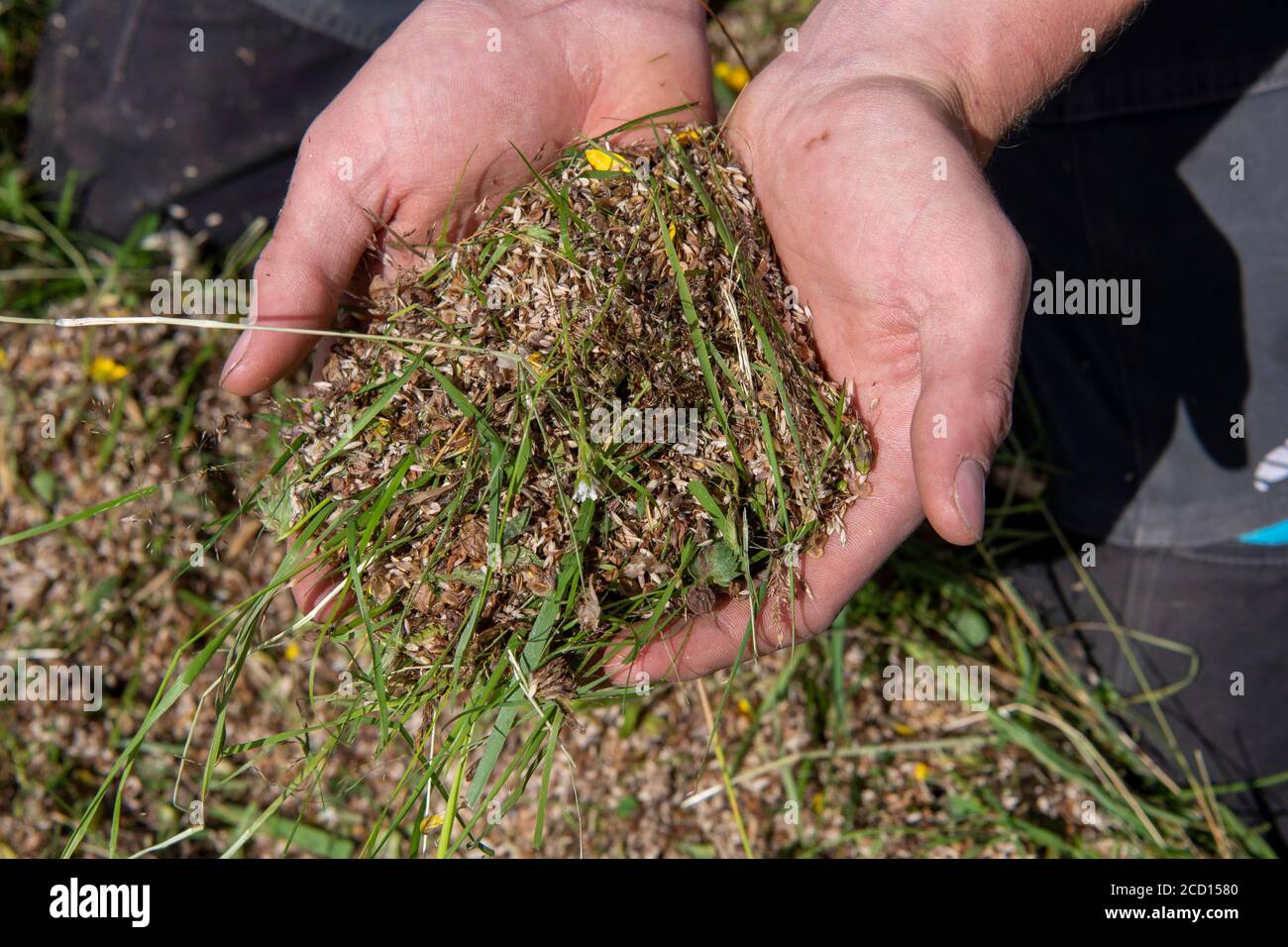 Mani che tengono il seme di fiore selvatico raccolto fuori da un prato di fieno tradizionale come parte di un programma di restauro. North Yorkshire, Regno Unito. Foto Stock