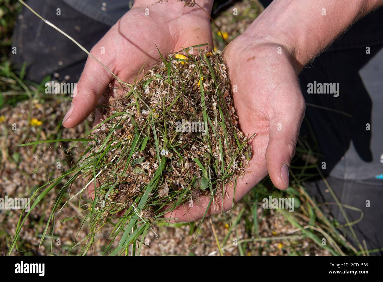 Mani che tengono il seme di fiore selvatico raccolto fuori da un prato di fieno tradizionale come parte di un programma di restauro. North Yorkshire, Regno Unito. Foto Stock