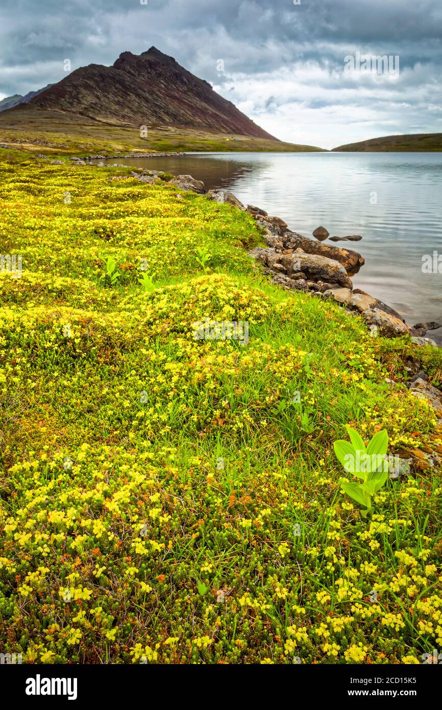 Lago di coniglio circondato da fiori di tundra, McHugh Peak è sullo sfondo. Chugach state Park, Alaska centro-meridionale in estate Foto Stock
