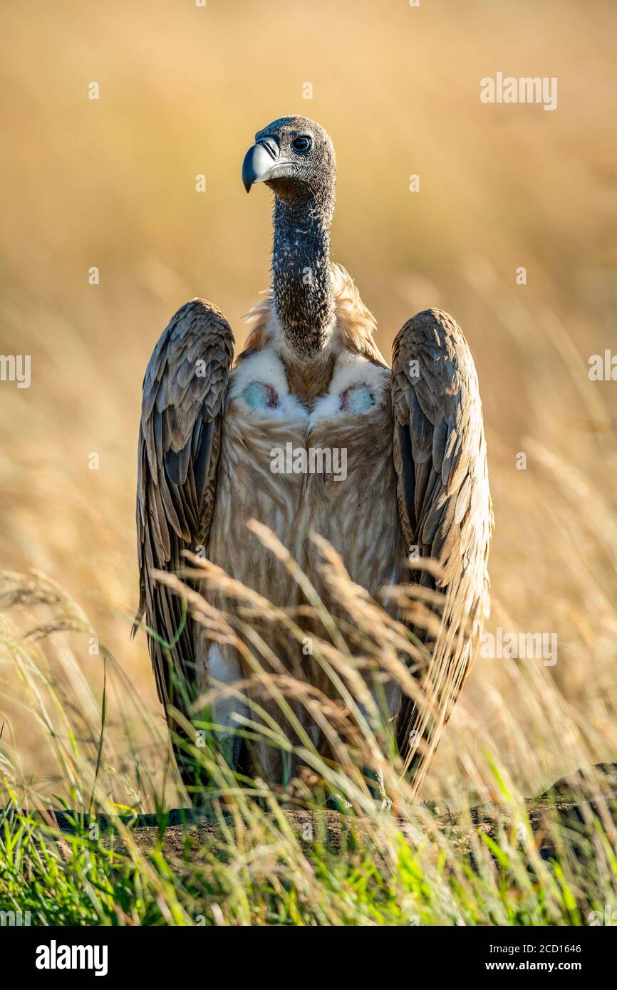 Ritratto di avvoltoio africano retroilluminato a schienale bianco (Gyps africanus) in piedi in erba; Tanzania Foto Stock