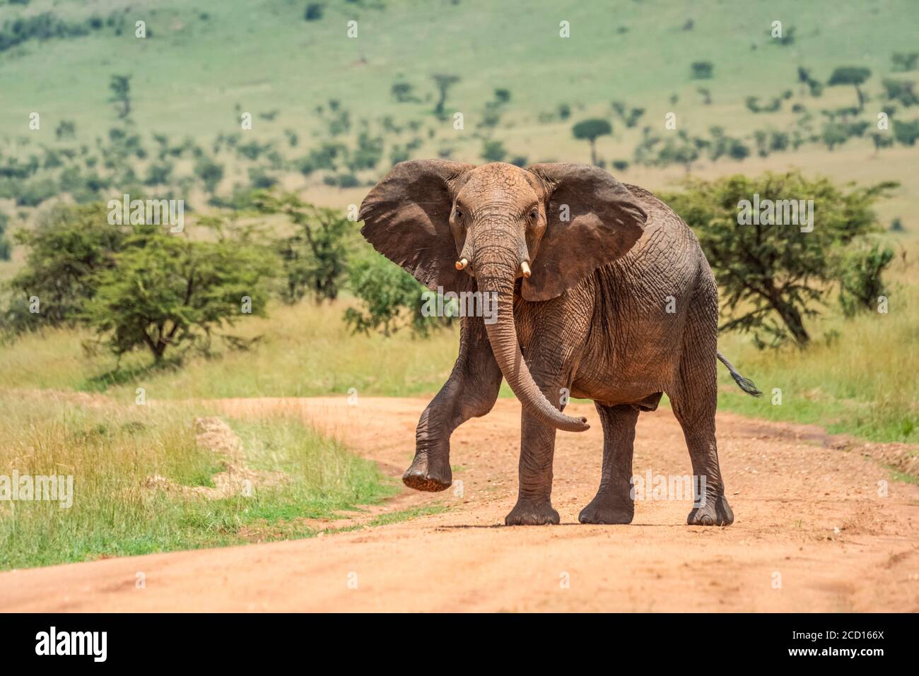 Afro elefante di cespuglio (Loxodonta africana) guardando la macchina fotografica e il piede di sollevamento mentre camminando attraverso la strada sterrata; Tanzania Foto Stock