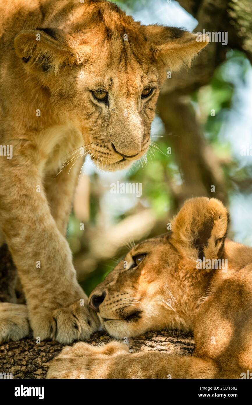 Primo piano del cucciolo di leone (Panthera leo) che si erge sopra e guarda giù un altro cucciolo sdraiato nell'albero; Tanzania Foto Stock