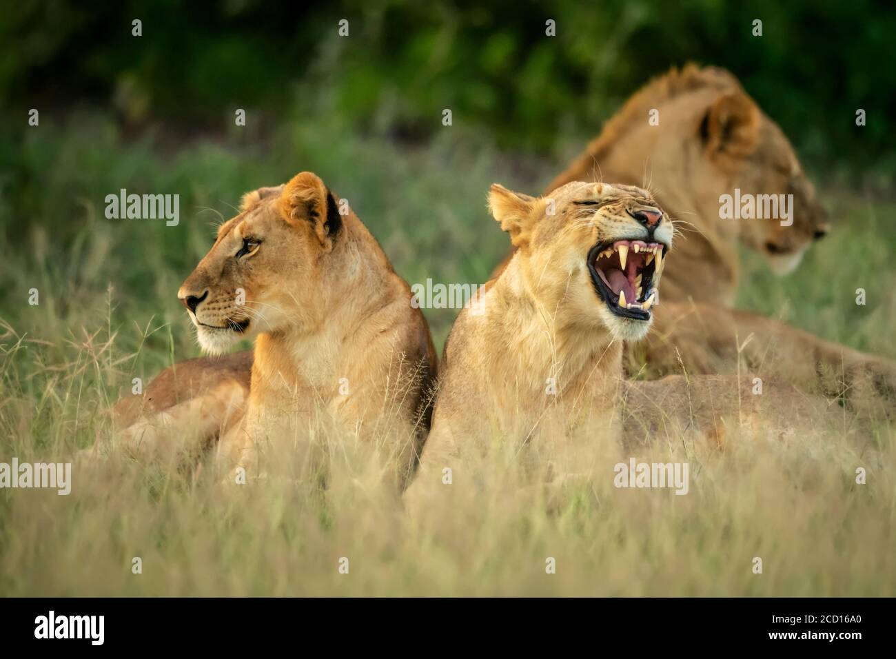 Leoni giovani (Panthera leo) sdraiati nell'erba mentre si sta sbadando; Tanzania Foto Stock