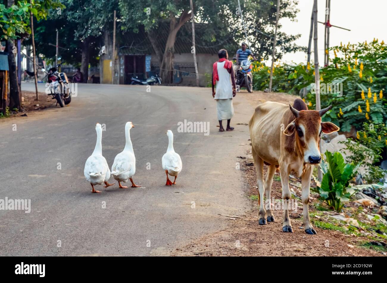 Oche bianche che passeggiano nel mezzo della strada con una mucca e moto parcheggiate; Chandipur, distretto di Baleswar, Stato di Odisha, India Foto Stock