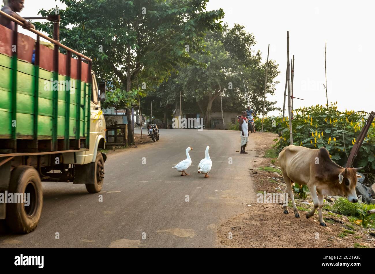 Oche bianche che passeggiano nel mezzo della strada con una mucca e moto parcheggiate; Chandipur, distretto di Baleswar, Stato di Odisha, India Foto Stock