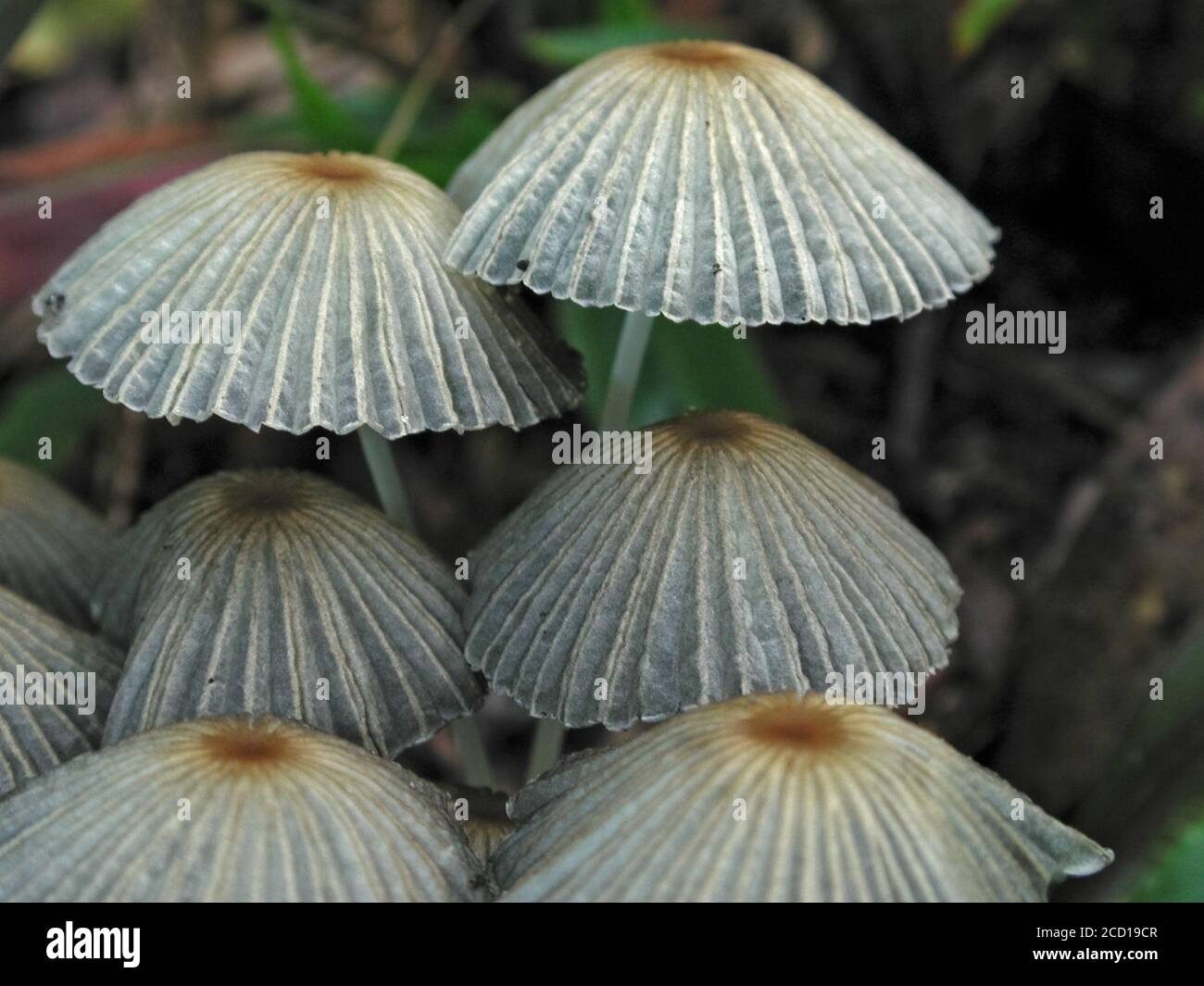 I funghi sono una forma di funghi che si trovano in ambienti naturali in tutto il mondo.; questo si trova in una zona boschiva della Florida centrale del Nord. Foto Stock