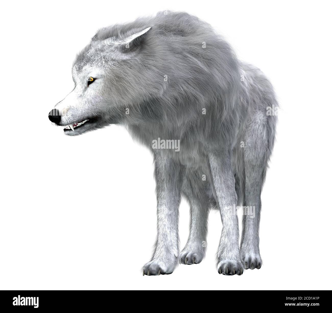 Il predatore Dire Wolf ha prowed le foreste del Nord e del Sud America durante il periodo del Pleistocene. Foto Stock