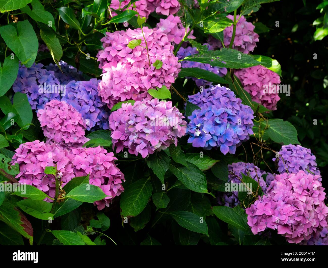 Hydrangea macrophylla, fiori blu e rosa che crescono insieme, Cornovaglia, Regno Unito Foto Stock