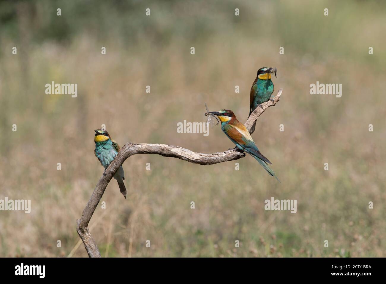 Eaters delle api; Apiaster di Merops; Ungheria Foto Stock