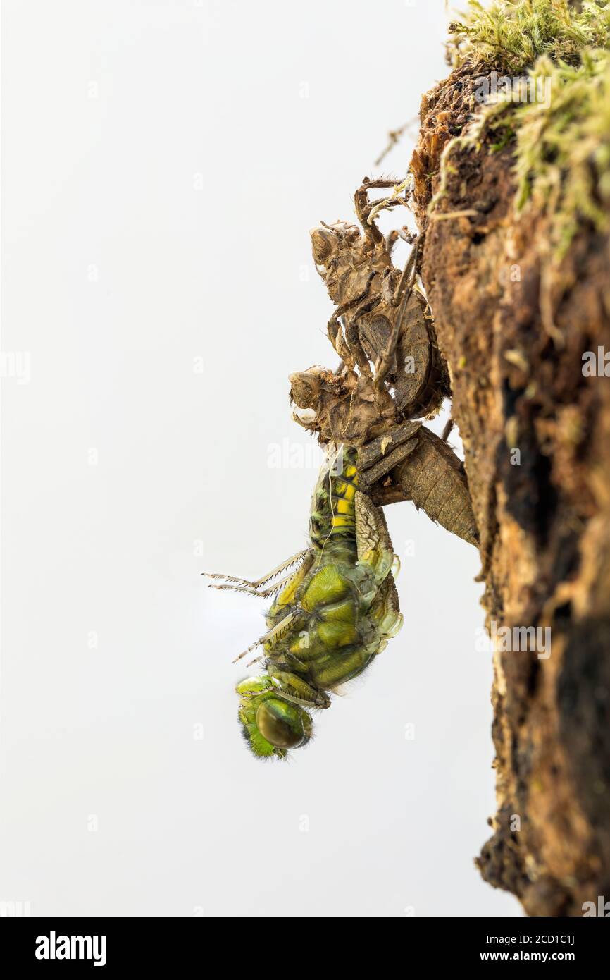 Ampia corposi Chaser Dragonfly; Libellula depressa; emergere; Regno Unito Foto Stock