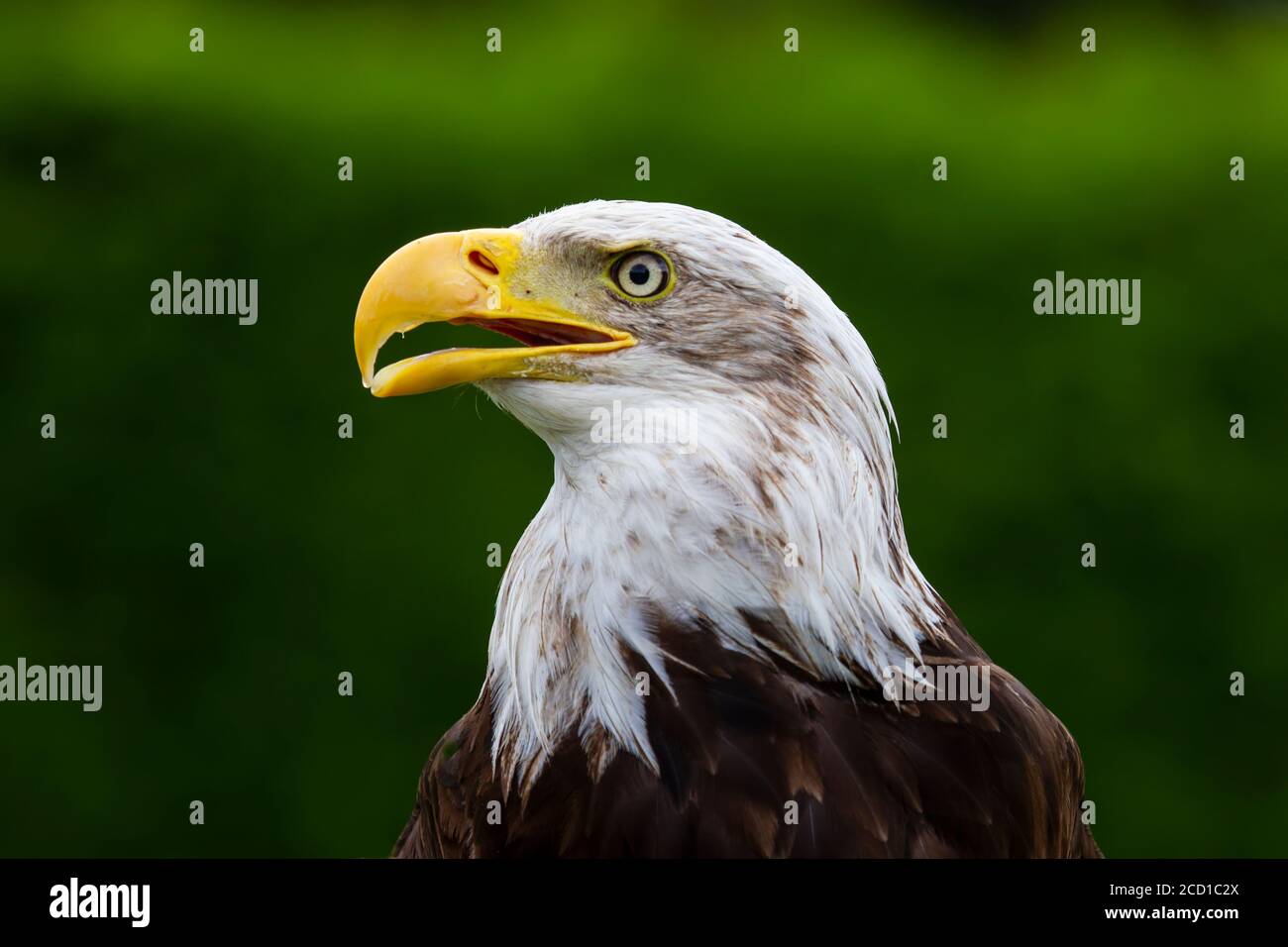 Primi piani di un haliaeetus americano prigioniero dell'aquila calva leucofalo un uccello di preda e l'uccello nazionale di Stati Uniti Foto Stock