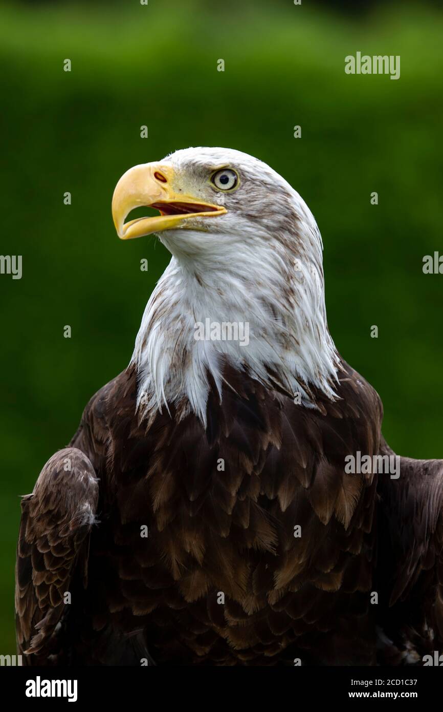 Primi piani di un haliaeetus americano prigioniero dell'aquila calva leucofalo un uccello di preda e l'uccello nazionale di Stati Uniti Foto Stock