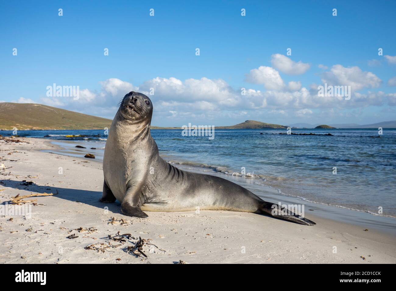 Foca dell'Elefante Meridionale; Mirounga leonina; Falklands Foto Stock