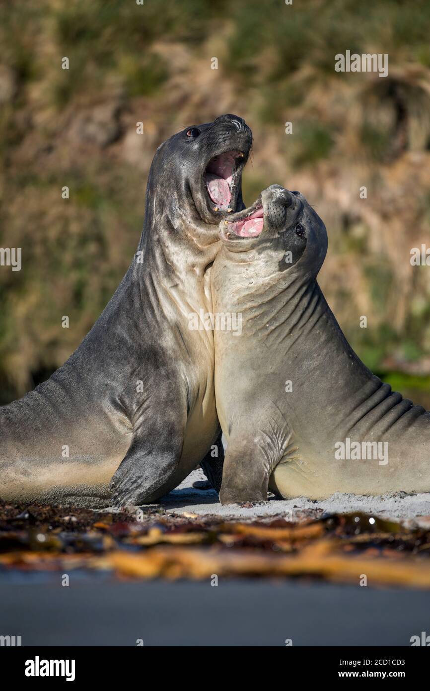 Foca dell'Elefante meridionale; Mirounga leonina; lotta a due; Falklands Foto Stock