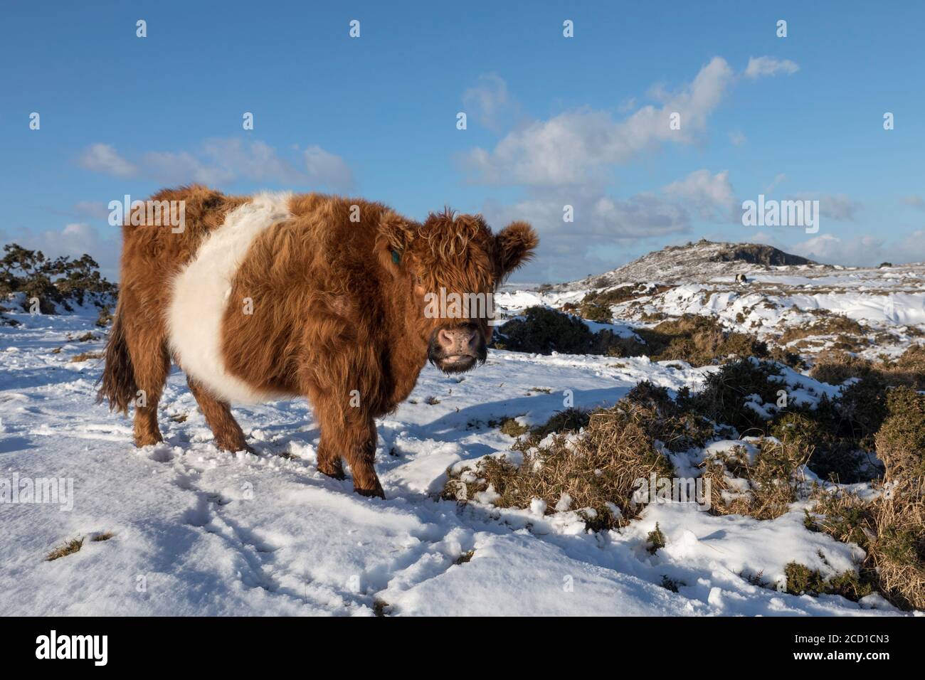 Pascolo Di Vacca Nella Neve; Bodmin Moor; Cornovaglia; Regno Unito Foto Stock
