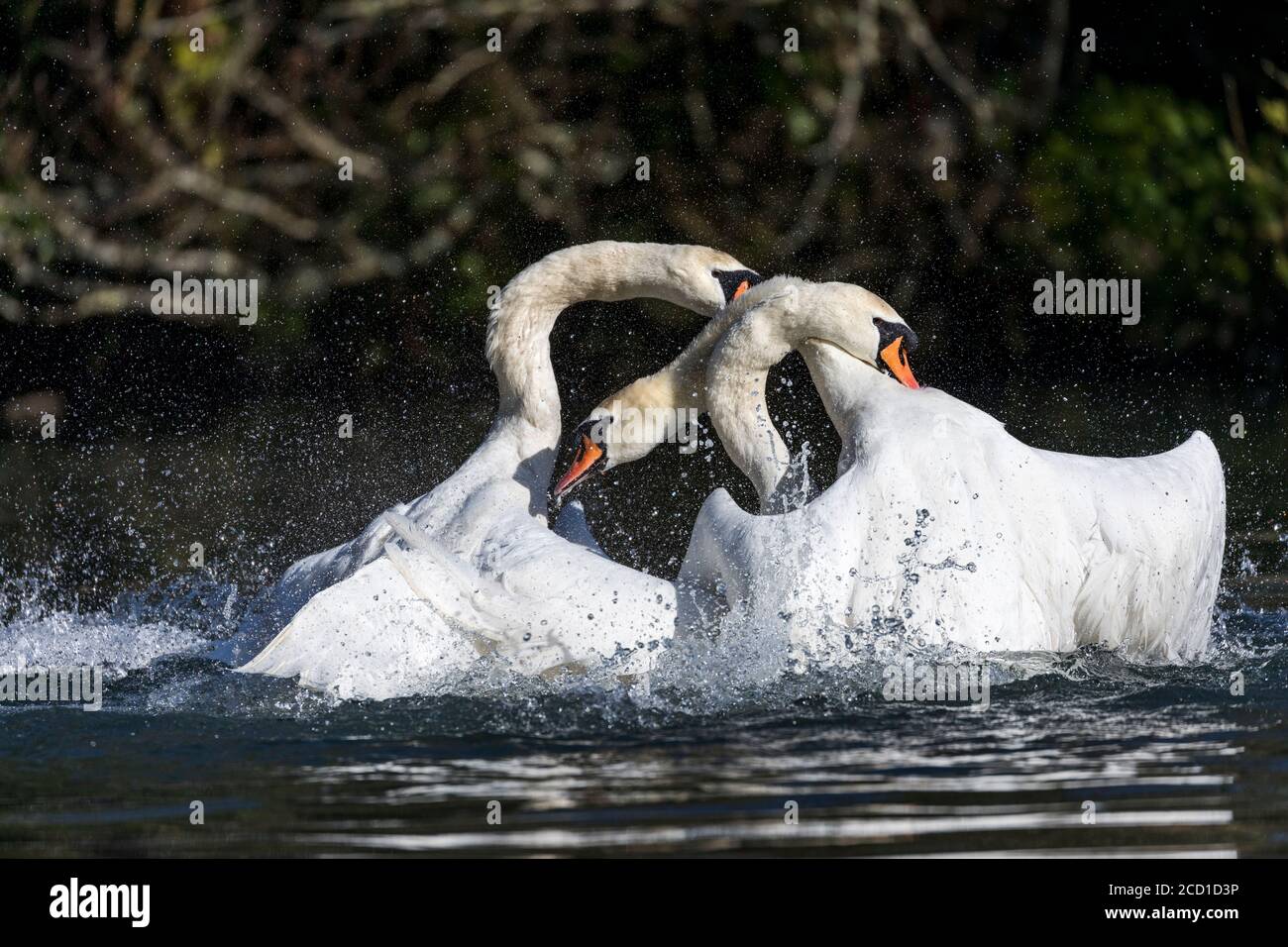 Cigno; Cygnus olor; tre combattimenti; Regno Unito Foto Stock