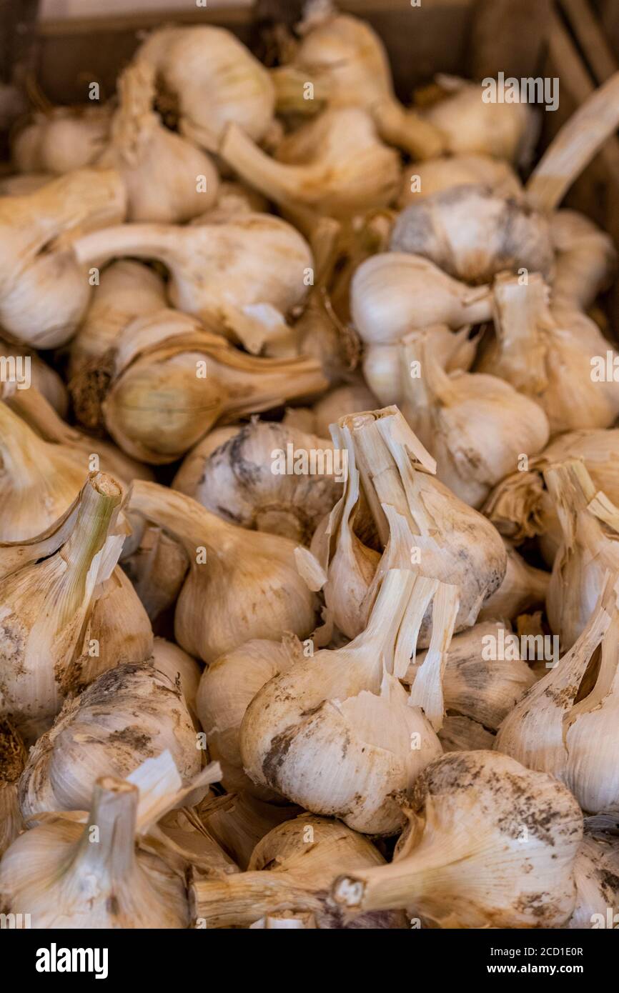 bulbi e spicchi d'aglio appena raccolti in vendita in legno tradizionali casse presso la fattoria di aglio a newchurch sulla isola di wight Foto Stock