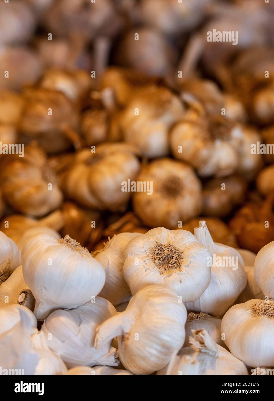 bulbi e spicchi d'aglio appena raccolti in vendita in legno tradizionali casse presso la fattoria di aglio a newchurch sulla isola di wight Foto Stock