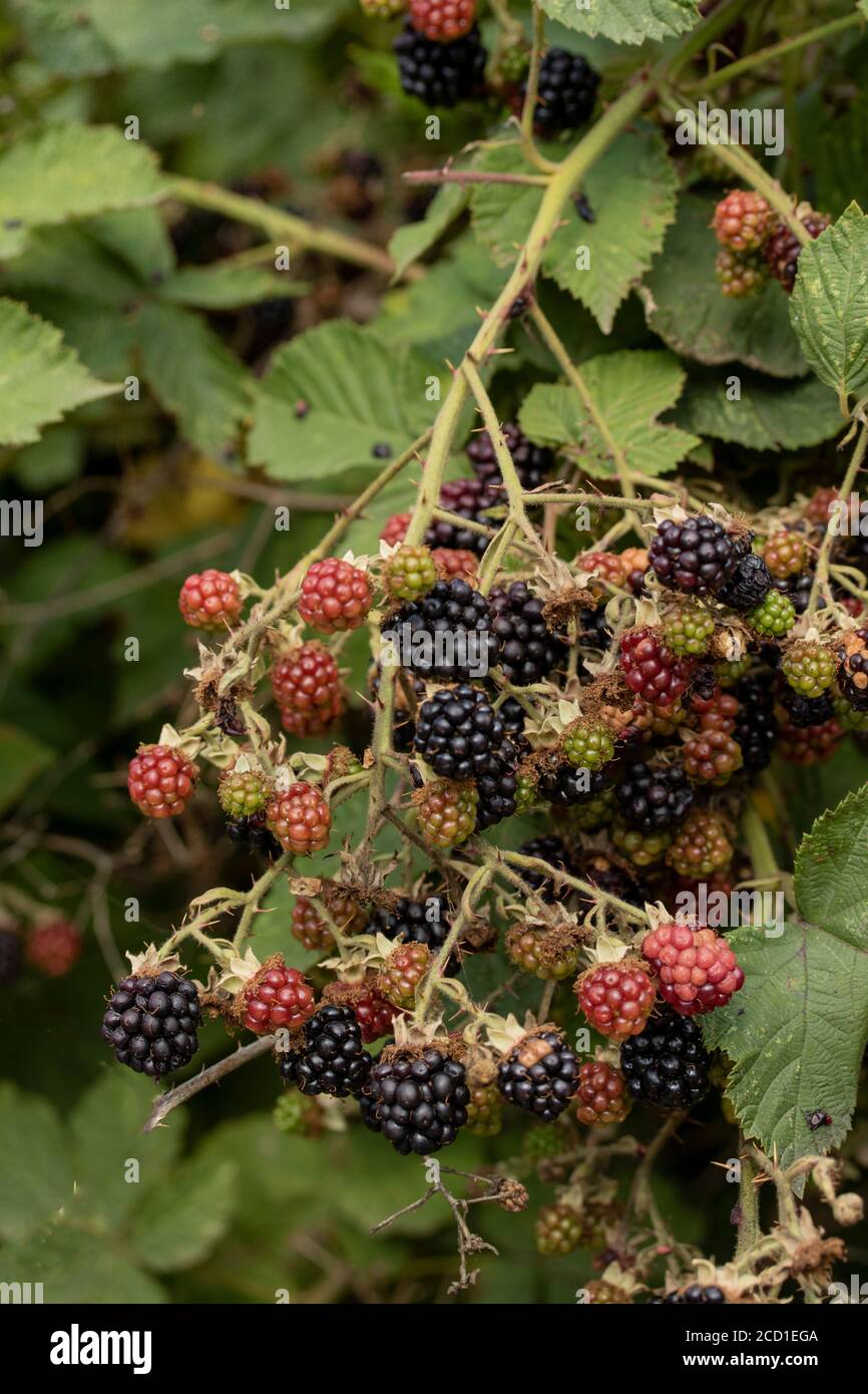Cespuglio di mora selvatico con frutta matura Foto Stock