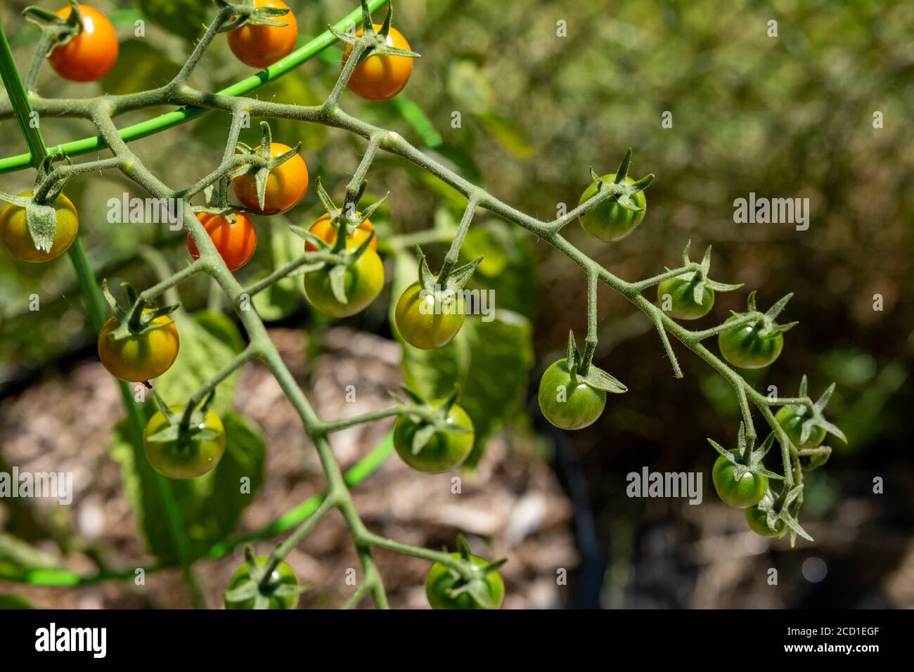 I pomodori ciliegini si vedono dall'alto coltivare su una vite di pianta di pomodoro in un giardino, maturando a metà estate. Molti di loro si sono trasformati in rosso, mentre altri Foto Stock