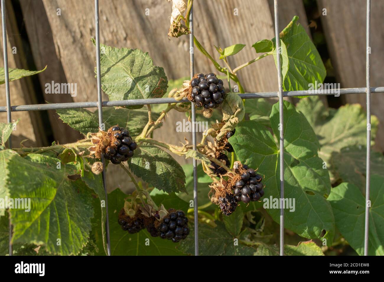 BlackBerry Plant fruiting tra i rifiuti con punta di mosca, Londra, inghilterra Foto Stock